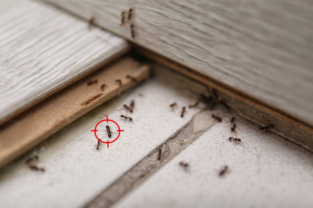 Best Best Pest Control Companies  in New Tazewell, TN